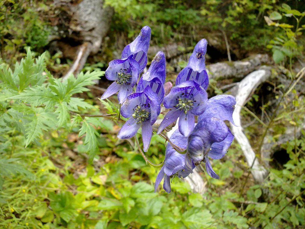 Aconitum variegatum / Aconito variegato